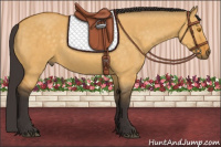 Horse Color:Buckskin Dun Rabicano 
