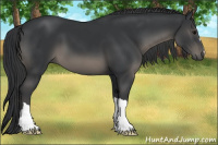 Horse Color:Black 