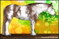 Horse Color:Gray White Spotted Chestnut 