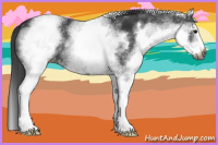 Horse Color:Gray White Spotted Blue Roan 
