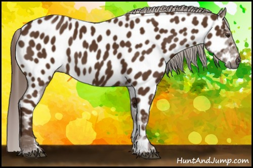 Horse Color:Gray Chestnut Appaloosa 
