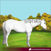Horse Color:White Spotted Liver Chestnut Appaloosa 