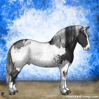 Horse Color:White Spotted Black Splash  and White Spotted Black Splash Appaloosa 