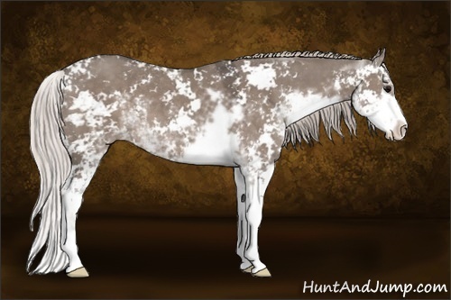 Horse Color:Silver Grullo Sabino 