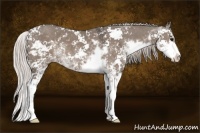 Horse Color:Silver Grullo Sabino 