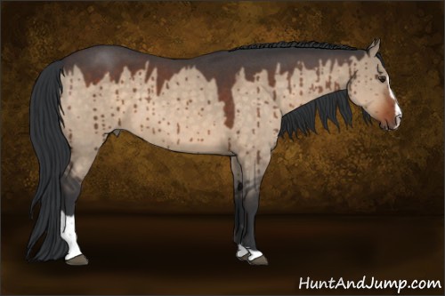 Horse Color:Brown Roan Dun Sabino 