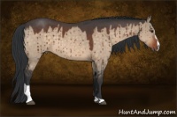 Horse Color:Brown Roan Dun Sabino 