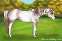 Horse Color:White Spotted Chestnut Sabino 