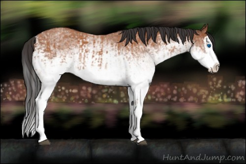 Horse Color:White Spotted Bay Splash  and White Spotted Bay Splash 