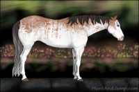 Horse Color:White Spotted Bay Splash  and White Spotted Bay Splash 