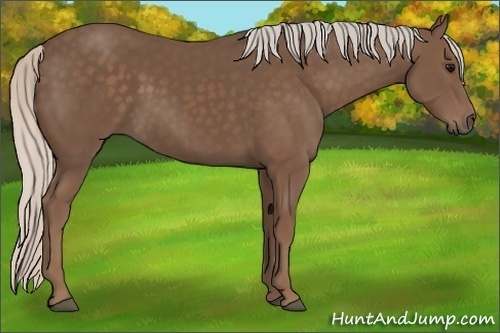 Horse Color:Silver Black