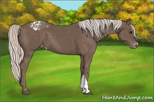 Horse Color:Silver Black Varnish 