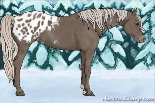 Horse Color:Silver Black Appaloosa