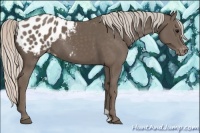 Horse Color:Silver Black Appaloosa 