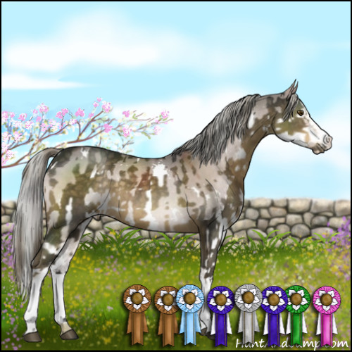 Horse Color:White Spotted Chocolate Palomino Sabino  and White Spotted Liver Red Dun Splash 