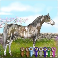 Horse Color:White Spotted Chocolate Palomino Sabino  and White Spotted Liver Red Dun Splash 