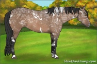 Horse Color:White Spotted Brown Ice Dun