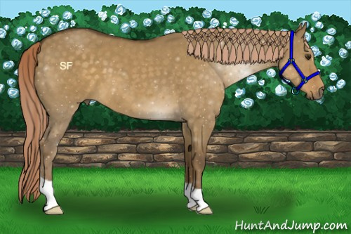 Horse Color:Chocolate Palomino Dun 