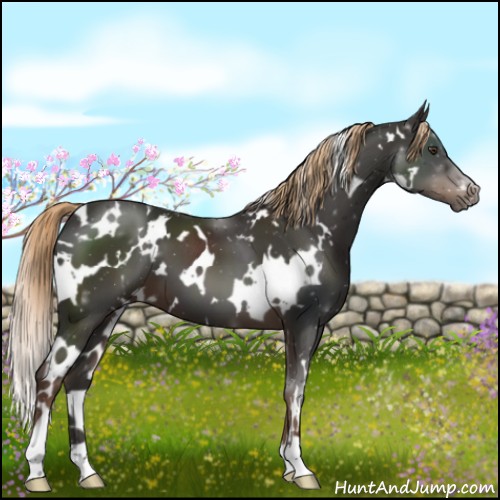 Horse Color:White Spotted Liver Chestnut 