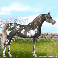 Horse Color:White Spotted Liver Chestnut 
