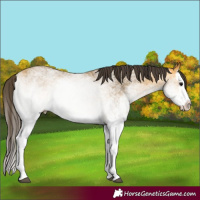 Horse Color:White Spotted Buckskin Splash 