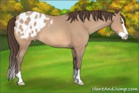 Horse Color:Amber Champagne Splash Appaloosa 