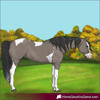 Horse Color:Grullo Splash Tobiano 