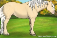 Horse Color:Silver Amber Cream Champagne