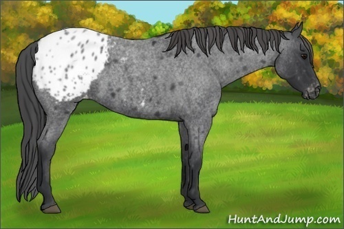 Horse Color:Blue Roan Appaloosa 