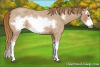 Horse Color:Red Roan Splash Frame 
