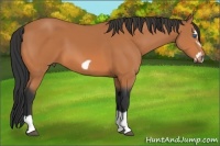 Horse Color:Bay Splash Frame