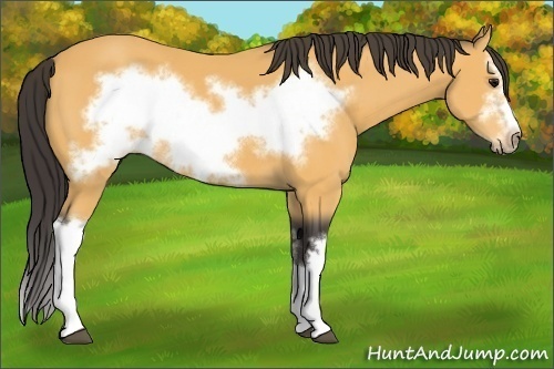 Horse Color:Buckskin Splash Frame