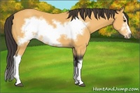 Horse Color:Buckskin Splash Frame