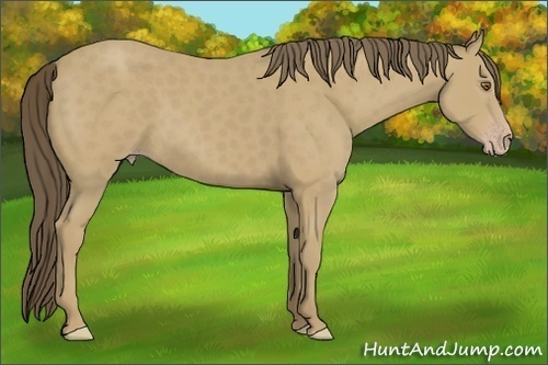 Horse Color:Classic Cream Champagne 
