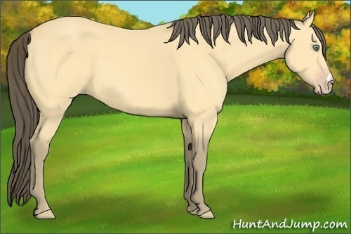 Horse Color:Amber Cream Champagne 