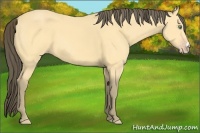 Horse Color:Amber Cream Champagne 