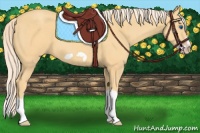 Horse Color:Gold Cream Champagne Splash Frame 