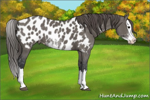 Horse Color:Grullo Sabino Splash Appaloosa 
