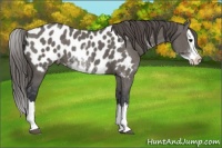 Horse Color:Grullo Sabino Splash Appaloosa 