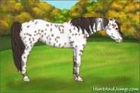 Horse Color:Classic Champagne Appaloosa 