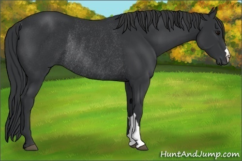 Horse Color:Black Rabicano 