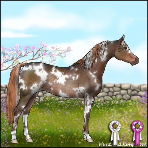 Horse Color:White Spotted Liver Chestnut Rabicano 
