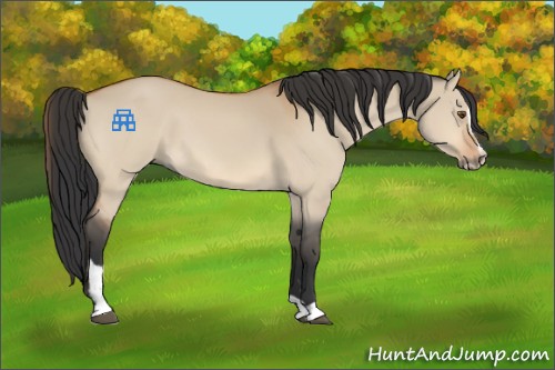 Horse Color:Bay Dun Sabino 