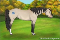 Horse Color:Bay Dun Sabino 