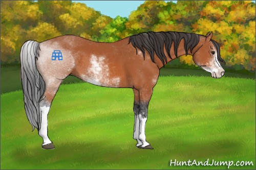 Horse Color:Bay Sabino 