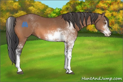 Horse Color:Bay Sabino