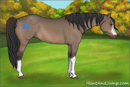 Horse Color:Brown Dun 