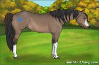 Horse Color:Brown Dun 