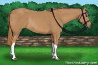 Horse Color:Chestnut Rabicano 