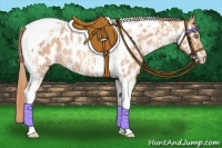 Horse Color:Gold Champagne Tobiano Near Leopard and Gold Champagne Tobiano Near Leopard Rabicano